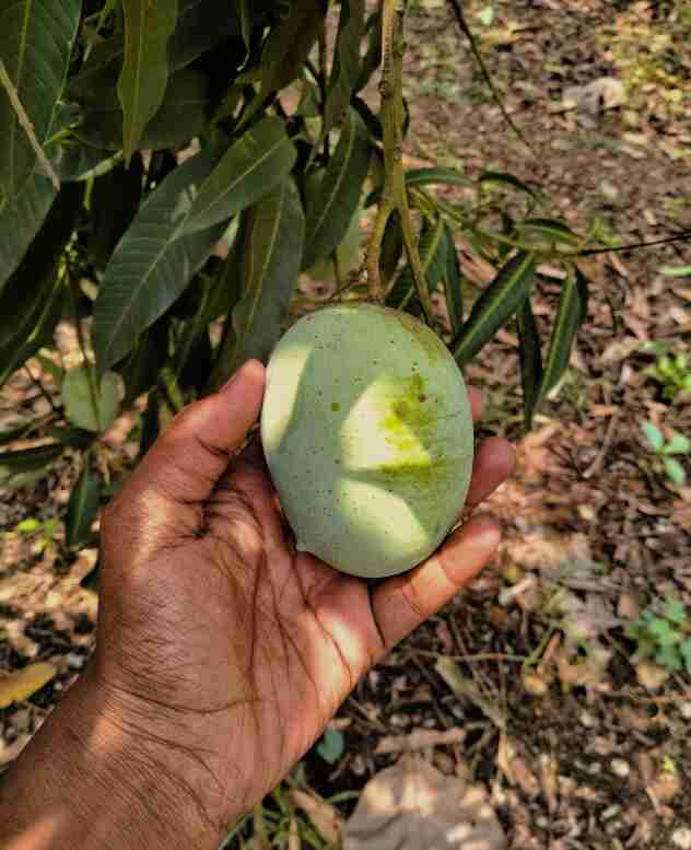 mangue_Sybio