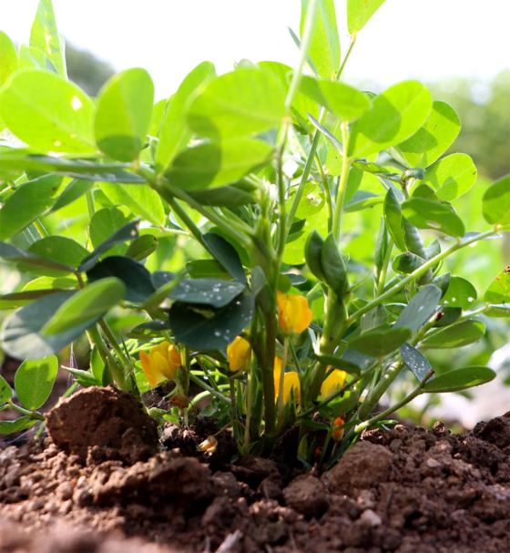plant_Karite_Sybio